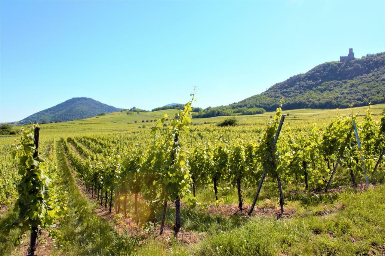 Apartmán La Halte Des Vignes - Route Des Vins D'Alsace Scherwiller Exteriér fotografie
